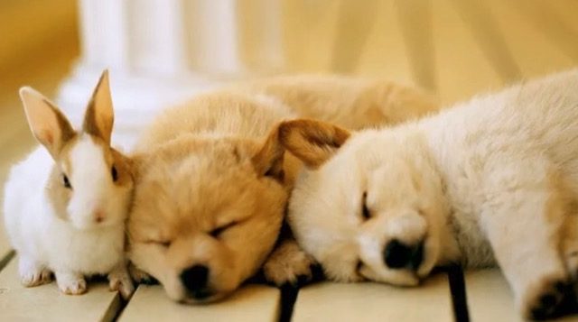 にじの橋舎 神戸住吉ペット霊園